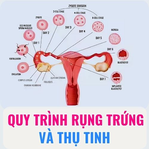 quy trình rụng trứng